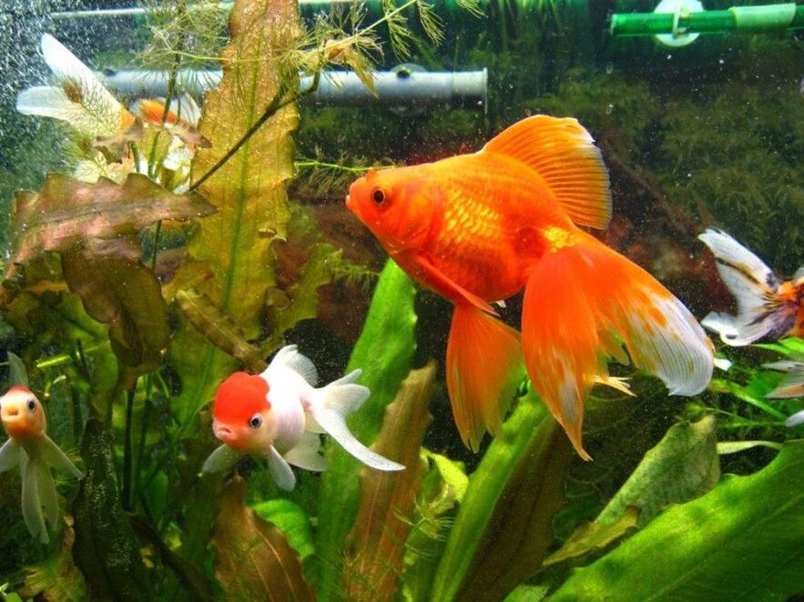 acquario di denaro con pesci rossi