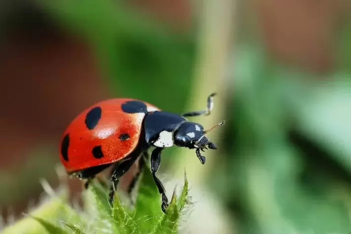amuleto di buona fortuna - coccinella