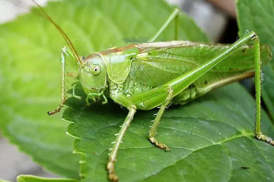 amuleto di buona fortuna - cricket