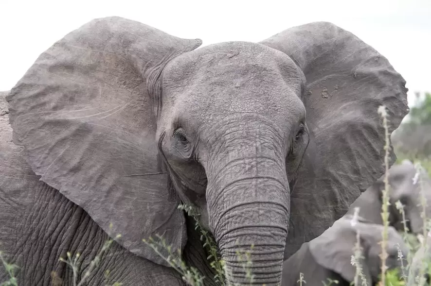 amuleto di buona fortuna - elefante